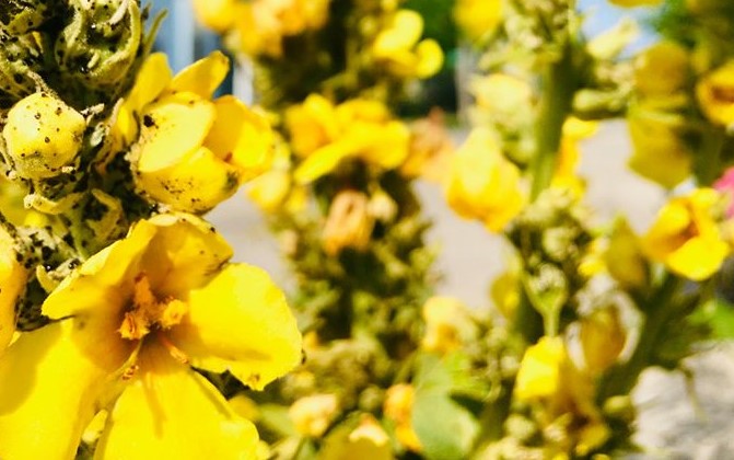 mullein%20flower%20traci%20picard%20(2).